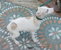 processed/77d22939-d4aa-4257-81c7-a37576a086f7/listing/7099aa69-0b87-45c4-9564-013c9be2b69f/2887b7fb-e240-4a4a-b71e-8e1cfeb3f19b