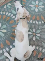 processed/77d22939-d4aa-4257-81c7-a37576a086f7/listing/7099aa69-0b87-45c4-9564-013c9be2b69f/dd13c13f-5bbd-46ba-ab0a-af28ee181e35