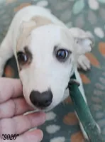 processed/77d22939-d4aa-4257-81c7-a37576a086f7/listing/7099aa69-0b87-45c4-9564-013c9be2b69f/e1f6b973-8d18-43db-97ce-52ce32c6fd0c