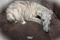 ORCA, a male Whippet for sale in Hackett, AR – 5 of 9