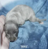 ROMY, a female Whippet for sale in Hackett, AR – 3 of 4
