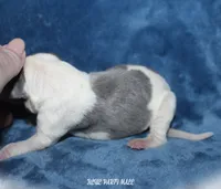 STEVE, a male Whippet for sale in Hackett, AR – 4 of 4