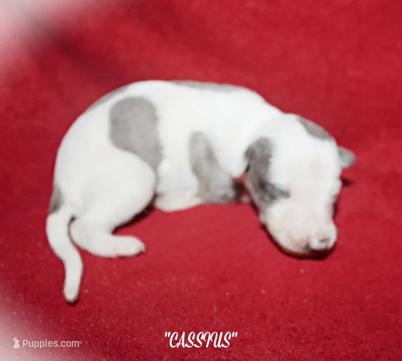 CASSIUS – Whippet puppy for sale in Hackett, AR