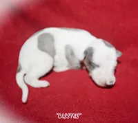 CASSIUS, a male Whippet for sale in Hackett, AR – 1 of 5
