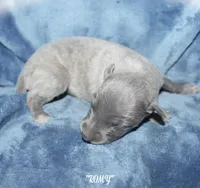 ROMY, a female Whippet for sale in Hackett, AR – 1 of 4