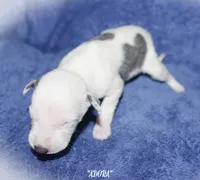 ADORA, a female Whippet for sale in Hackett, AR – Photo 3 of 5