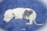 ADORA, a female Whippet for sale in Hackett, AR – Photo 4 of 5