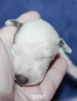 ADORA, a female Whippet for sale in Hackett, AR – Photo 2 of 5