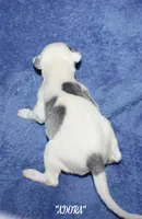 ADORA, a female Whippet for sale in Hackett, AR – Photo 5 of 5