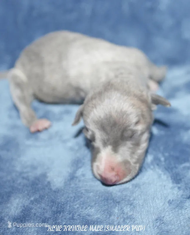 CARSON – Whippet puppy for sale in Hackett, AR