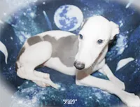 SUKI, a female Whippet for sale in Hackett, AR – 4 of 10
