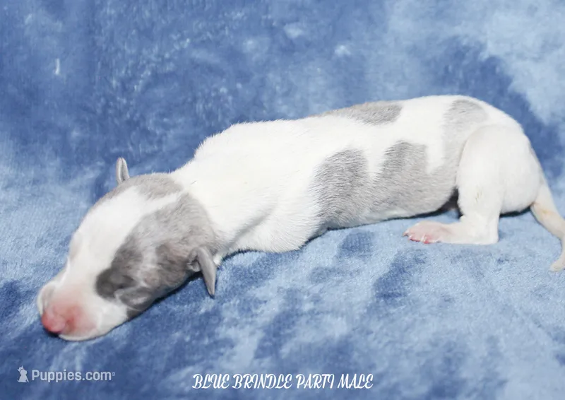 KEVIN – Whippet puppy for sale in Hackett, AR