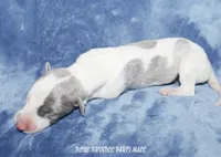 KEVIN, a male Whippet for sale in Hackett, AR – 1 of 4