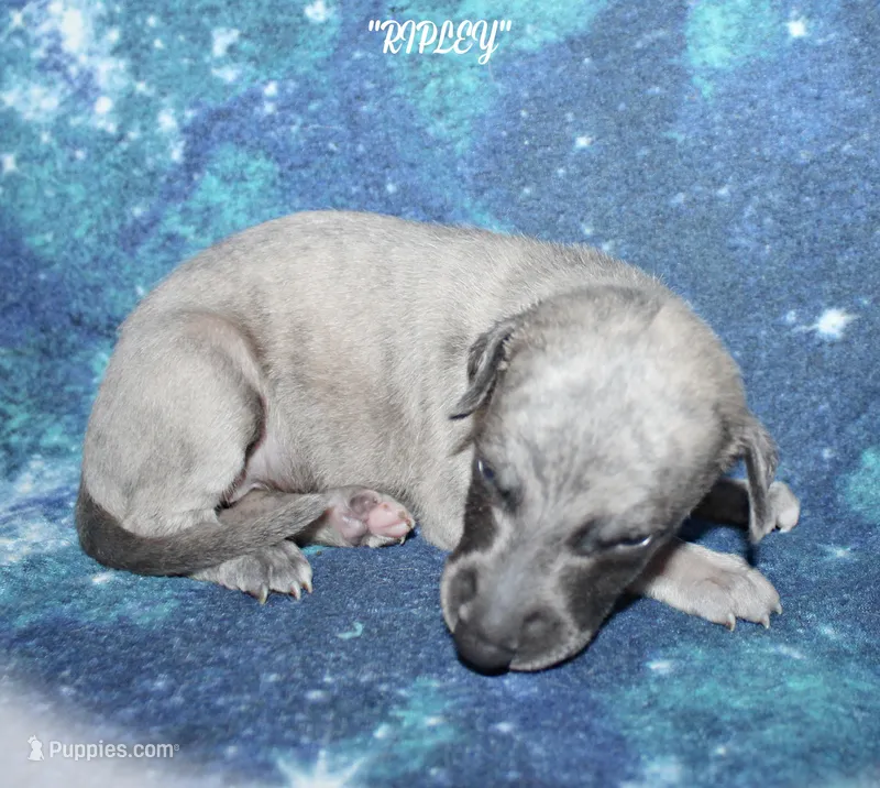 RIPLEY, a male Whippet for sale in Hackett, AR – 1 of 6