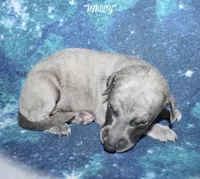 RIPLEY, a male Whippet for sale in Hackett, AR – 1 of 6