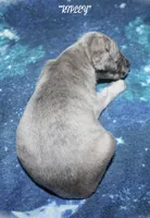 RIPLEY, a male Whippet for sale in Hackett, AR – 6 of 6