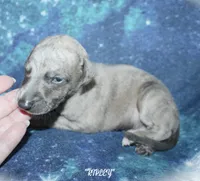RIPLEY, a male Whippet for sale in Hackett, AR – 4 of 6