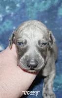 RIPLEY, a male Whippet for sale in Hackett, AR – 3 of 6