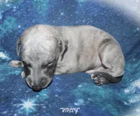 RIPLEY, a male Whippet for sale in Hackett, AR – 2 of 6