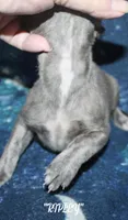 RIPLEY, a male Whippet for sale in Hackett, AR – 5 of 6
