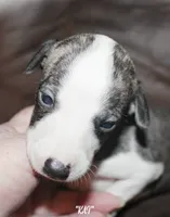 KAI, a female Whippet for sale in Hackett, AR – 3 of 9