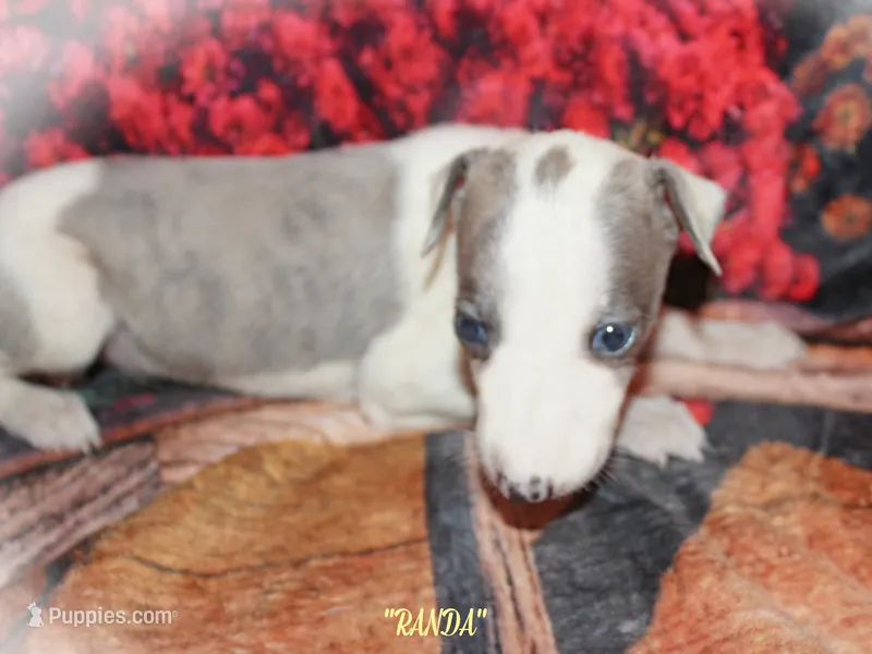 RANDA  – Whippet puppy for sale in Hackett, AR