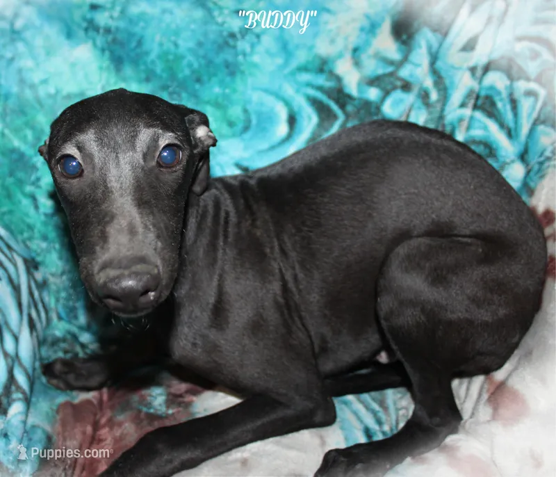 BUDDY, a male Whippet for sale in Hackett, AR – Photo 1 of 10