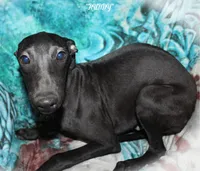 BUDDY, a male Whippet for sale in Hackett, AR – Photo 1 of 10