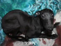 BUDDY, a male Whippet for sale in Hackett, AR – Photo 3 of 10