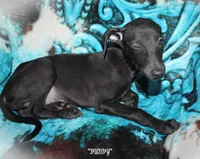 BUDDY, a male Whippet for sale in Hackett, AR – Photo 6 of 10