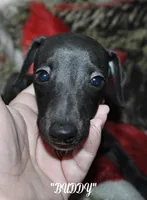 BUDDY, a male Whippet for sale in Hackett, AR – Photo 9 of 10