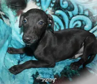 BUDDY, a male Whippet for sale in Hackett, AR – Photo 7 of 10