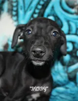 BUDDY, a male Whippet for sale in Hackett, AR – Photo 5 of 10