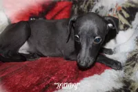 BUDDY, a male Whippet for sale in Hackett, AR – Photo 10 of 10