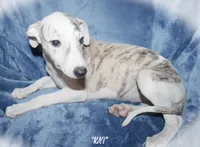 KAI, a female Whippet for sale in Hackett, AR – 4 of 10