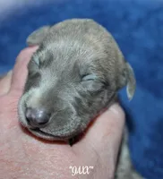 JAXX, a male Whippet for sale in Hackett, AR – Photo 2 of 5