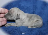 JAXX, a male Whippet for sale in Hackett, AR – Photo 3 of 5