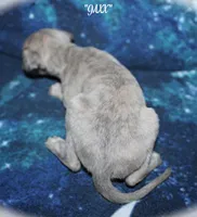 JAXX, a male Whippet for sale in Hackett, AR – Photo 4 of 10