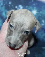 JAXX, a male Whippet for sale in Hackett, AR – Photo 2 of 10