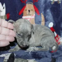 JAXX, a male Whippet for sale in Hackett, AR – Photo 8 of 10