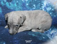 JAXX, a male Whippet for sale in Hackett, AR – Photo 3 of 10