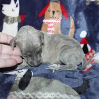 JAXX, a male Whippet for sale in Hackett, AR – Photo 7 of 10