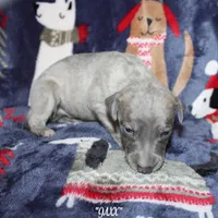 JAXX, a male Whippet for sale in Hackett, AR – Photo 5 of 10