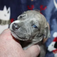 JAXX, a male Whippet for sale in Hackett, AR – Photo 6 of 10