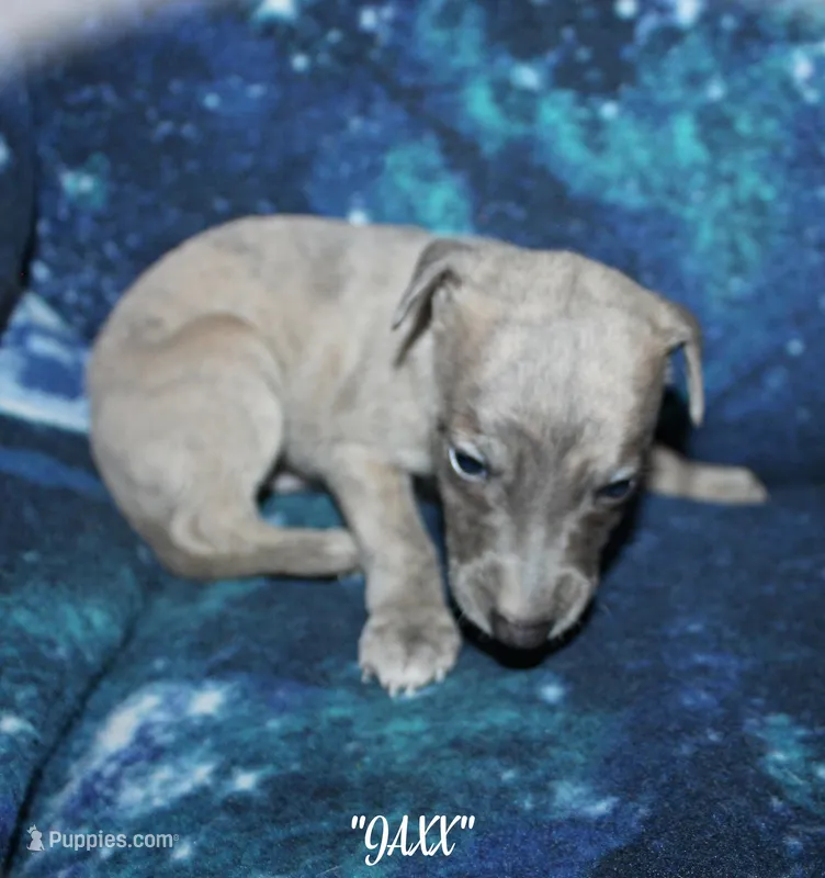 JAXX – Whippet puppy for sale in Hackett, AR