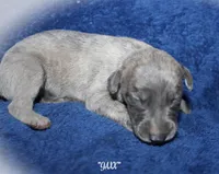 JAXX, a male Whippet for sale in Hackett, AR – Photo 1 of 5