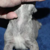 JAXX, a male Whippet for sale in Hackett, AR – Photo 10 of 10