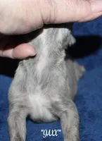 JAXX, a male Whippet for sale in Hackett, AR – Photo 4 of 5