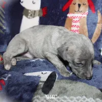 JAXX, a male Whippet for sale in Hackett, AR – Photo 9 of 10