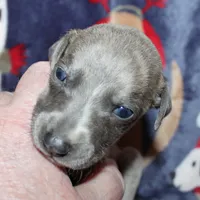 DREAM, a female Whippet for sale in Hackett, AR – Photo 2 of 9